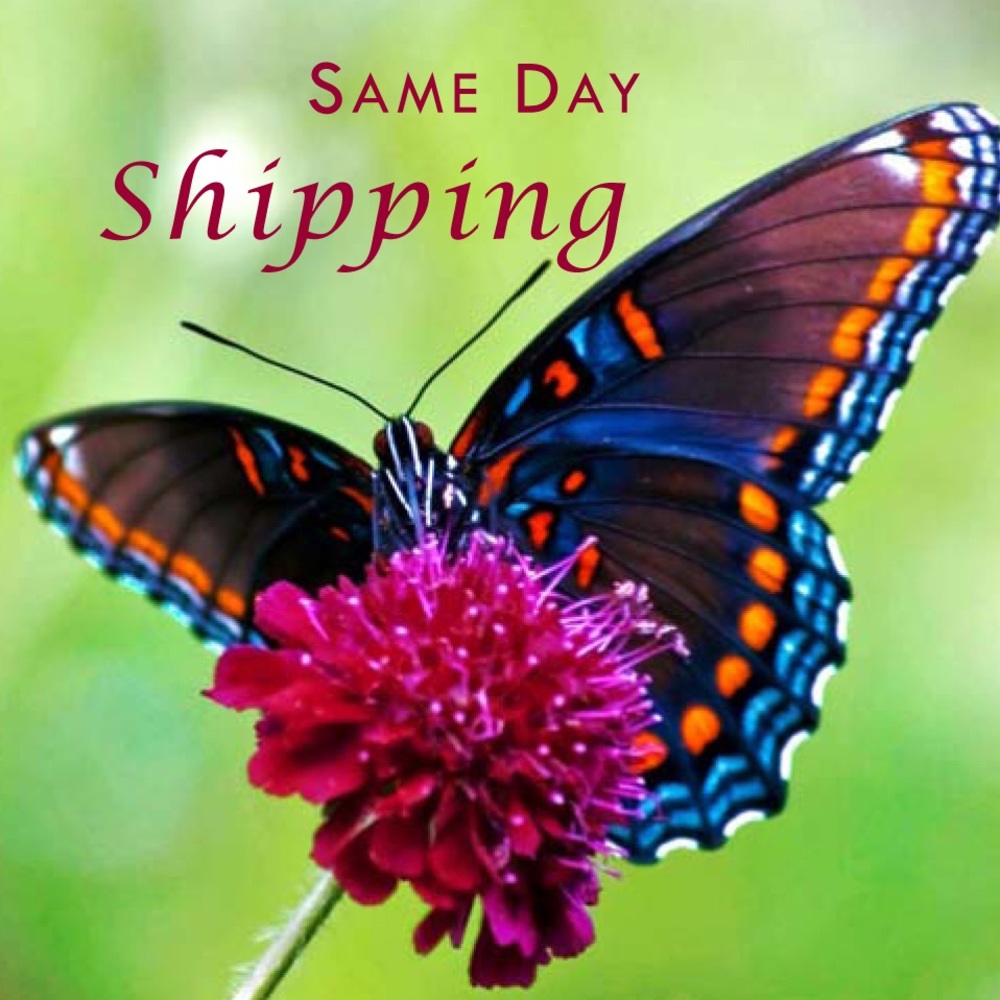 Same Day Shipping
